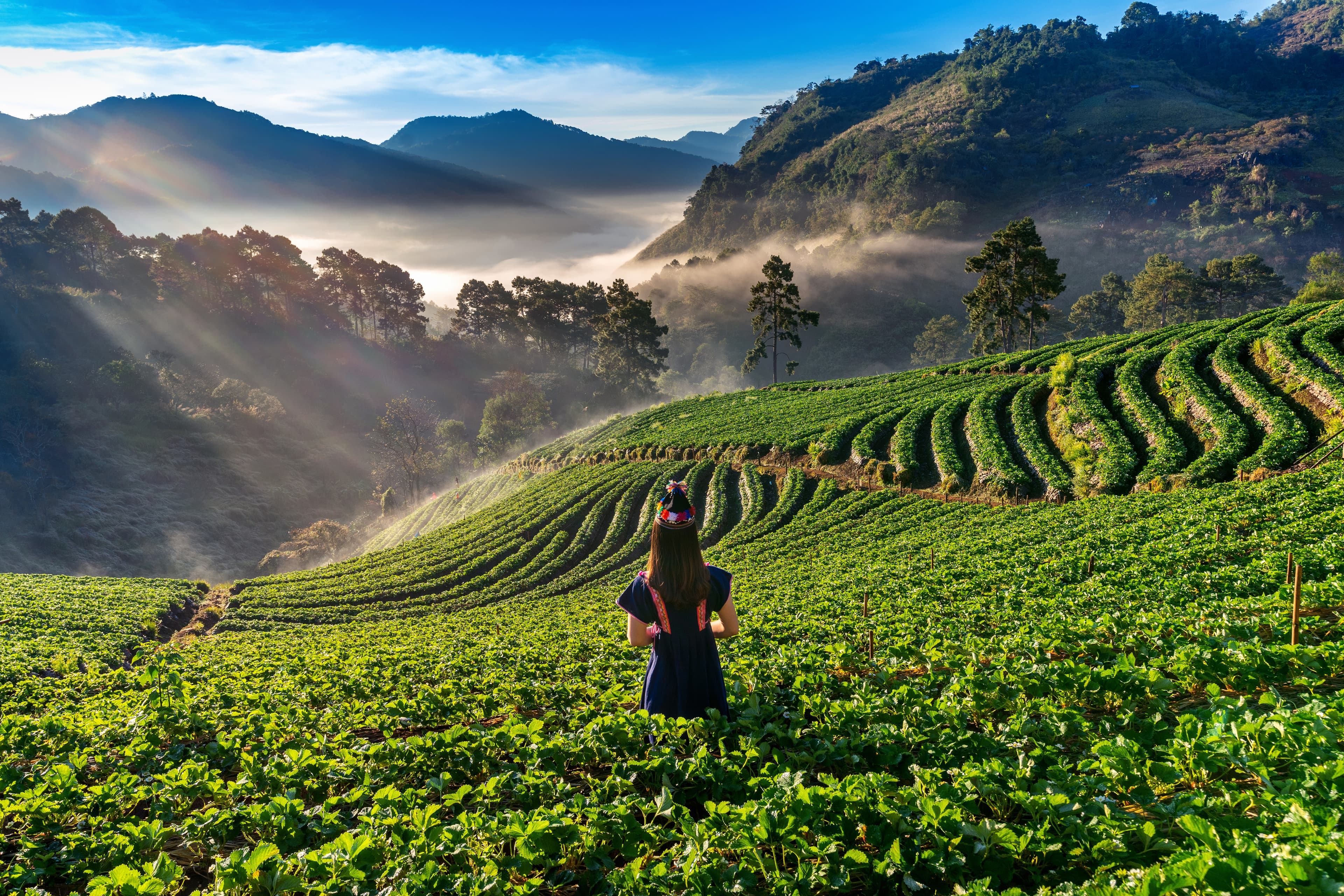 Lush tea fields at sunrise