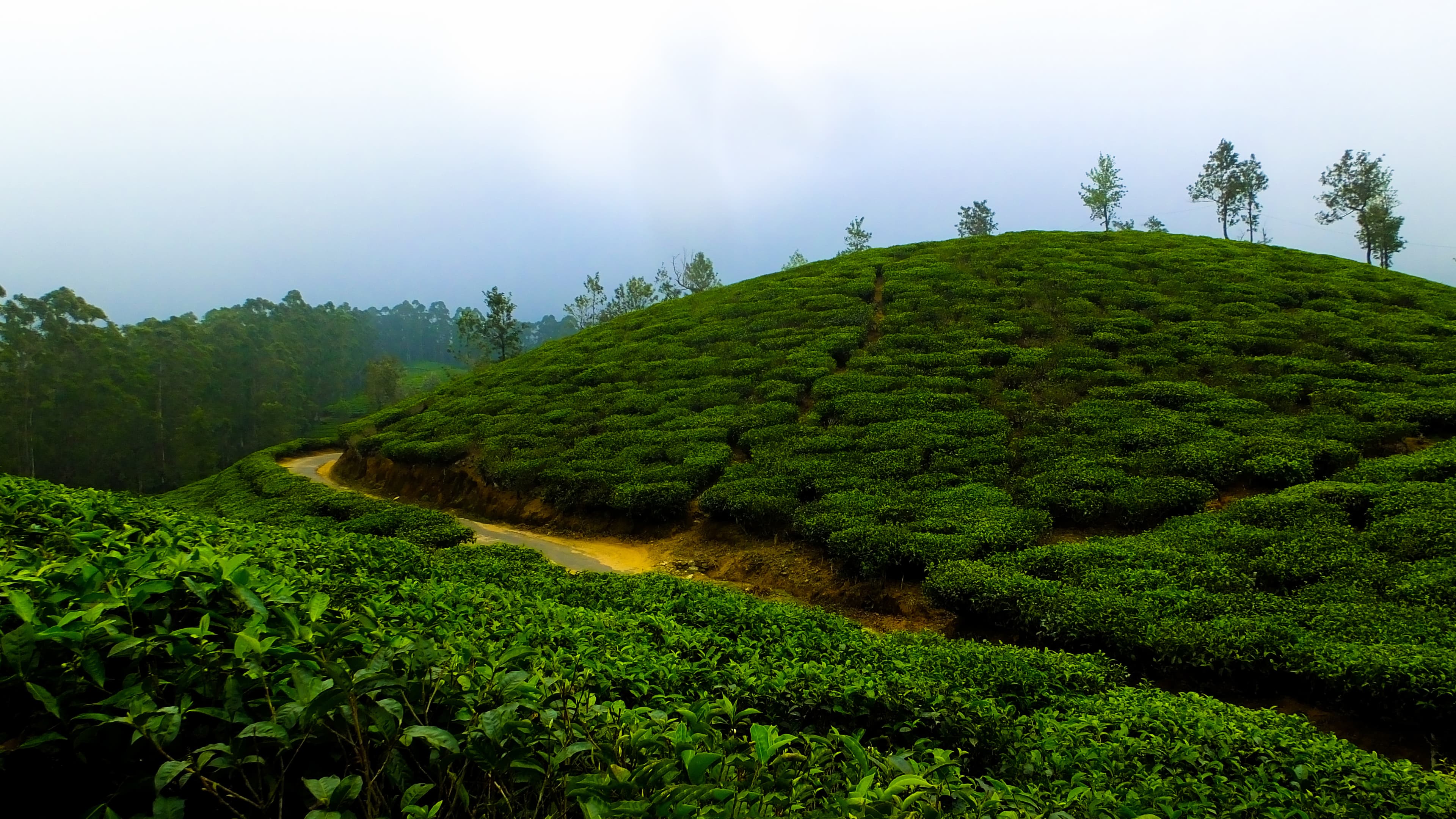 Green tea plantation
